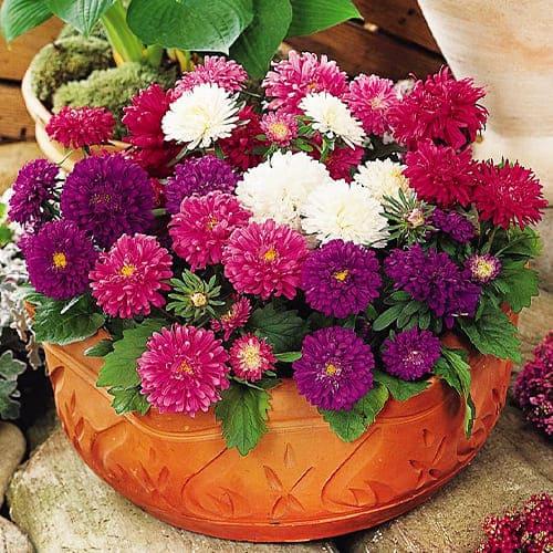 Насіння Астра Florium Бордюрні красуні (17431) - фото 3