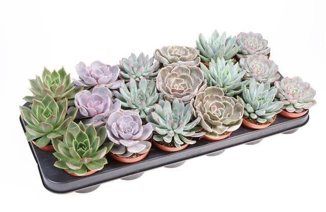 Эхеверия микс Echeveria Mix (38298021)