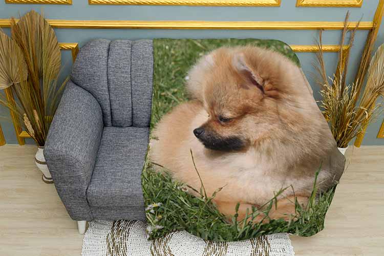 Плед Pomeranian Spitz плюш однослойный 135х150 см (113459)