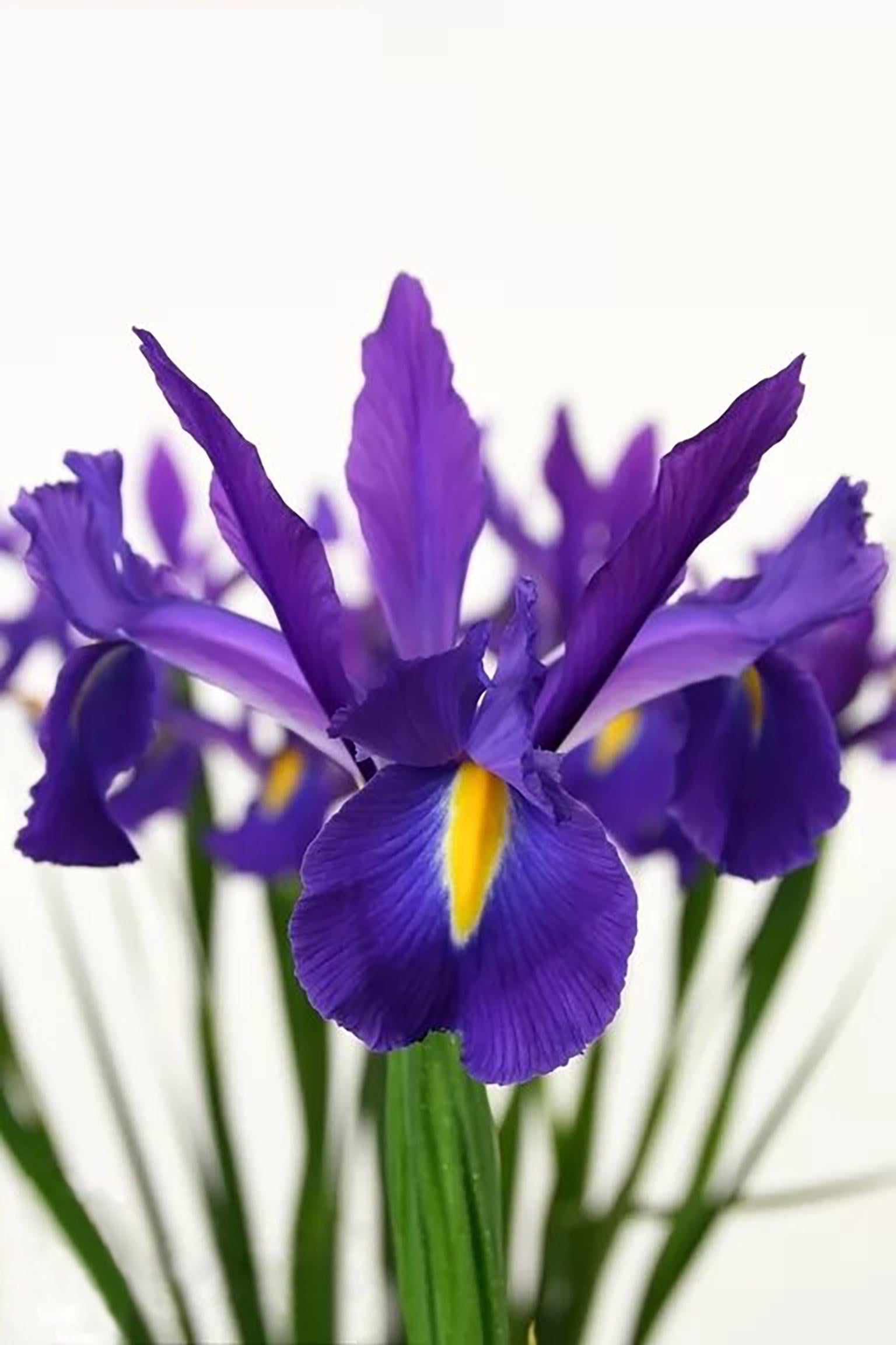 Ирис Голландский Discovery Purple 15 шт. (38285901)