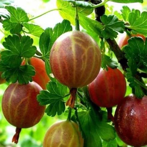 Саженцы крыжовника Гранд ранний/великоплодный/сладкий/зимостойкий (644535203) Саженцы крыжовника Гранд ранний/великоплодный/сладкий/зимостойкий (644535203)