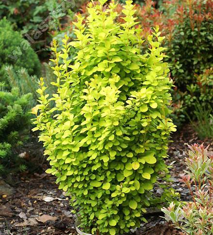 Саженец барбариса Тунберга Golden Tower Р9 (645210938) - фото 2