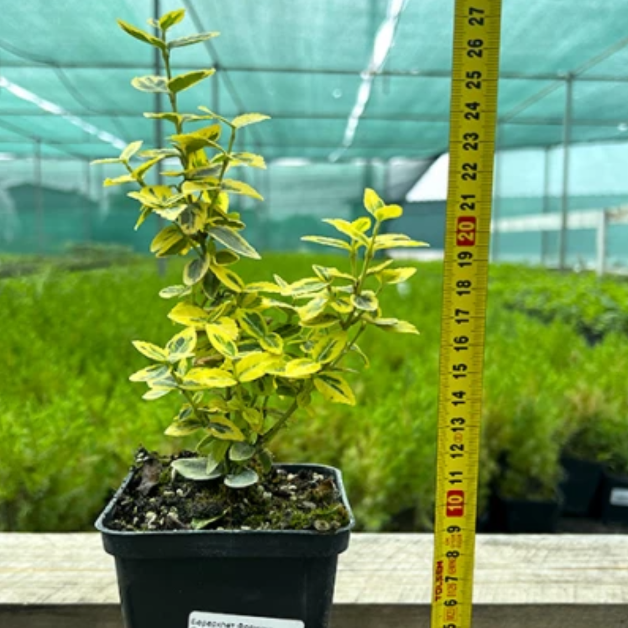 Бересклет Форчуна Emerald Gold Р9 (2669429262) - фото 3 Бересклет Форчуна Emerald Gold Р9 (2669429262) - фото 3