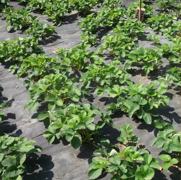 Агроволокно від бур'янів Shadow в рулоні 50 г/м² 3,2х100 м Чорний (iz16384) - фото 3