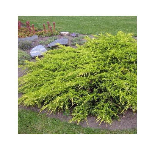 Можжевельник вергинский Голден Спринг 5 л