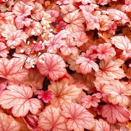 Гейхера Florium Raspberry Sea (18123)