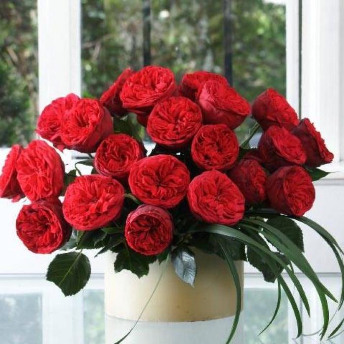 Роза Piano Чайно-гибридная в контейнере (2669458537)