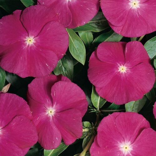 Семена цветов Катарантус Heatwave raspberry Hem Genetics 10 шт. (BN10410-4)