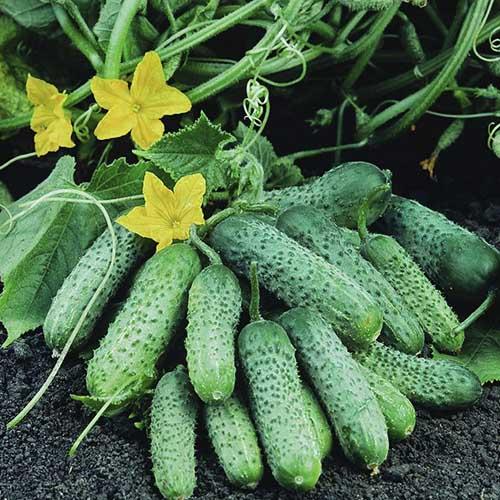 Семена Огірок Florium Пасамонте F1 (4217)