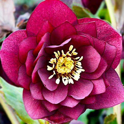 Морозник Florium Red Double (18109)