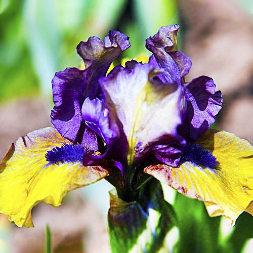 Ирис Magnetic Storm Florium