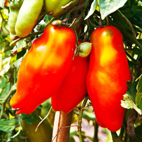 Семена Томат Florium Ерос (17320)