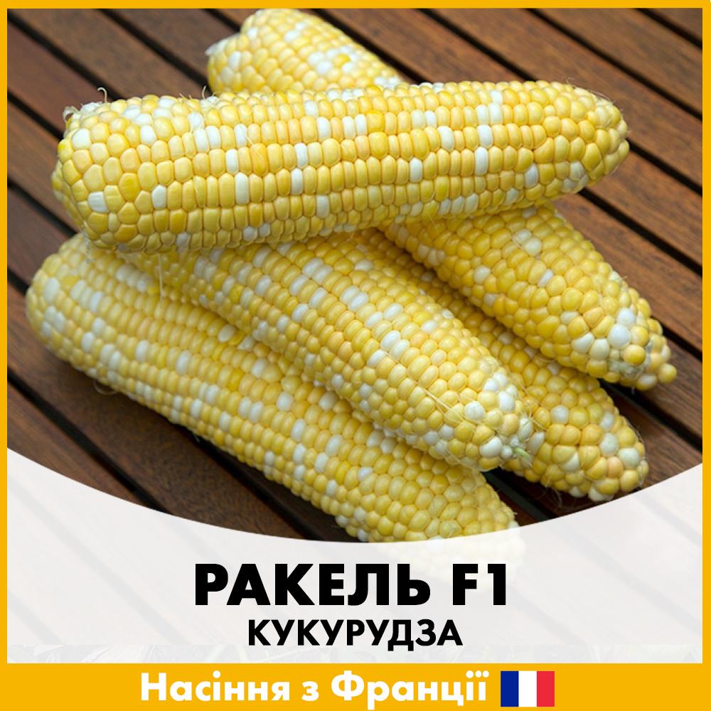Семена кукурузы Clause Ракель F1 100 шт. (krk-1)