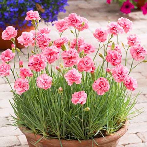 Гвоздика Florium Helen (3905)
