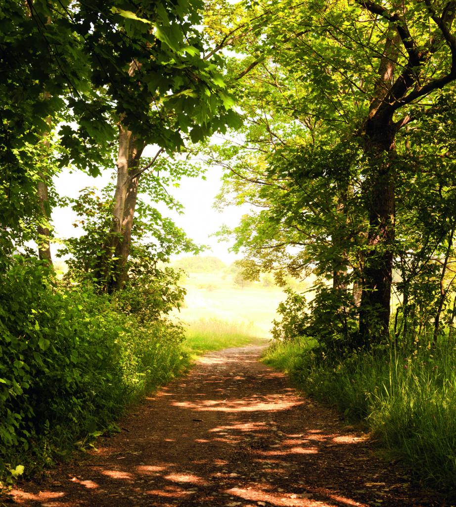 Фотообои флизелиновые 3D Природа 225х250 см DIMEX Тропинка в лесу (MS-3-0093) Фотообои флизелиновые 3D Природа 225х250 см DIMEX Тропинка в лесу (MS-3-0093)