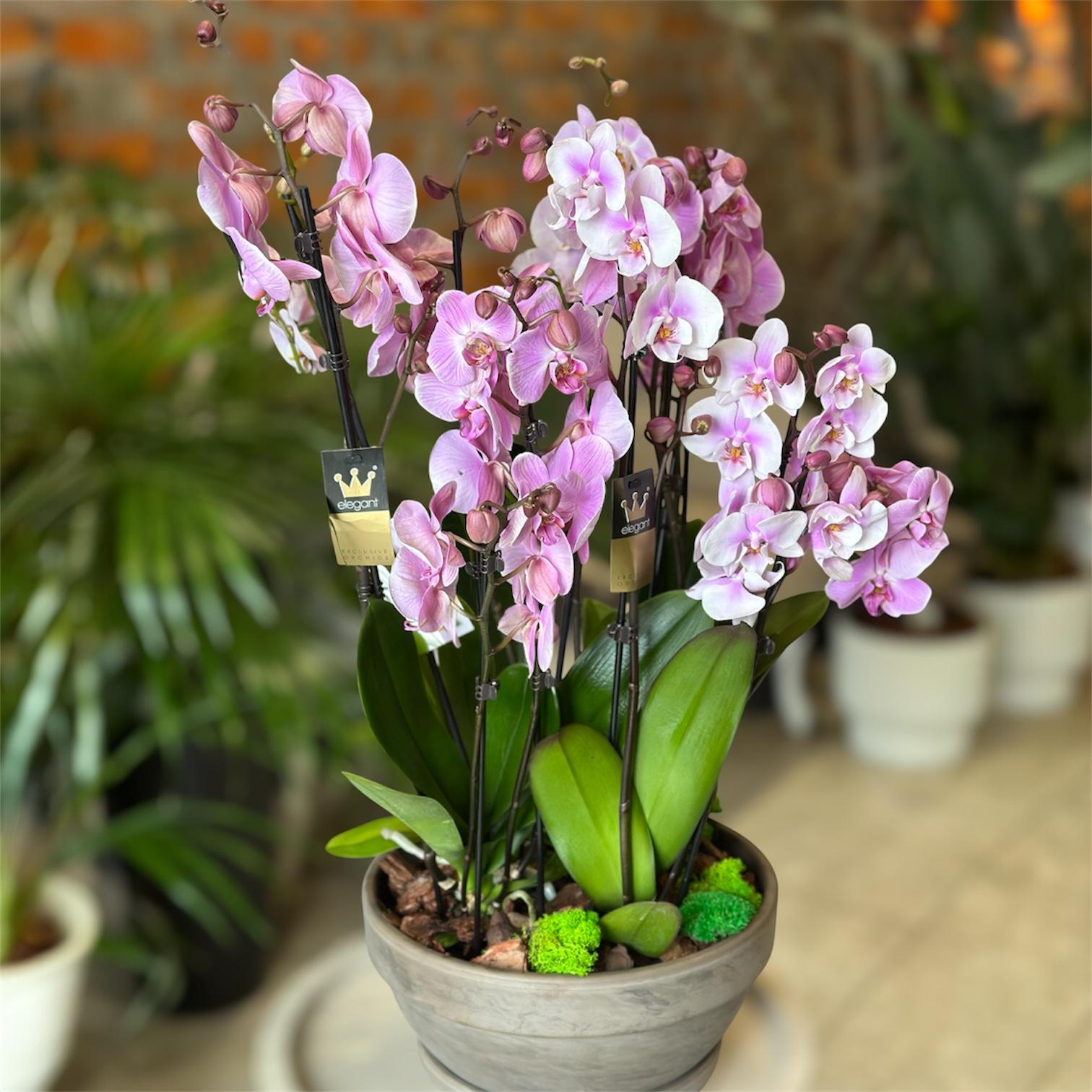 Композиція з живих орхідей в кашпо 90 см (32960196)