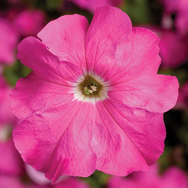Семена Петуния Грандифлора Тритуния F1 Tritunia F1 Pink ТД Гекса-Украина 02-01-430 1000 шт. (IR003255)