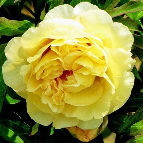 Пион Йеллоу Ватерлили ITOH Yellow Waterlily 3 шт. (38295662)