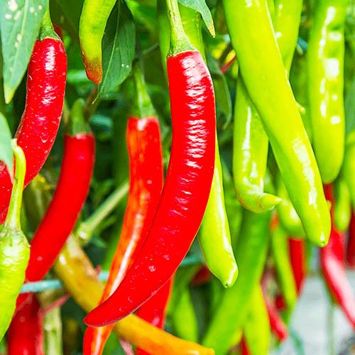 Семена Перець Florium гострий Вестландія (17058)