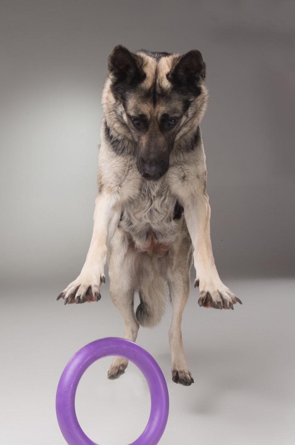 Тренувальний снаряд для собак Puller Standard 28 см (6490) - фото 12