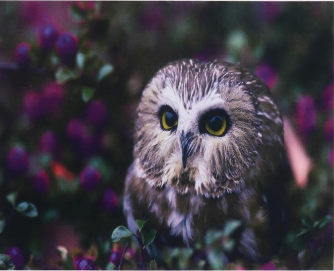 Алмазна мозаїка за номерами Josef Otten Сова 60508 30x40 см (MTT-177596)