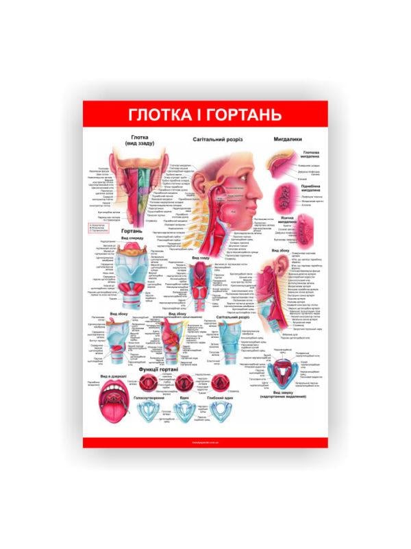 Плакат Vivay Глотка и гортань 60х40 см (25698535)