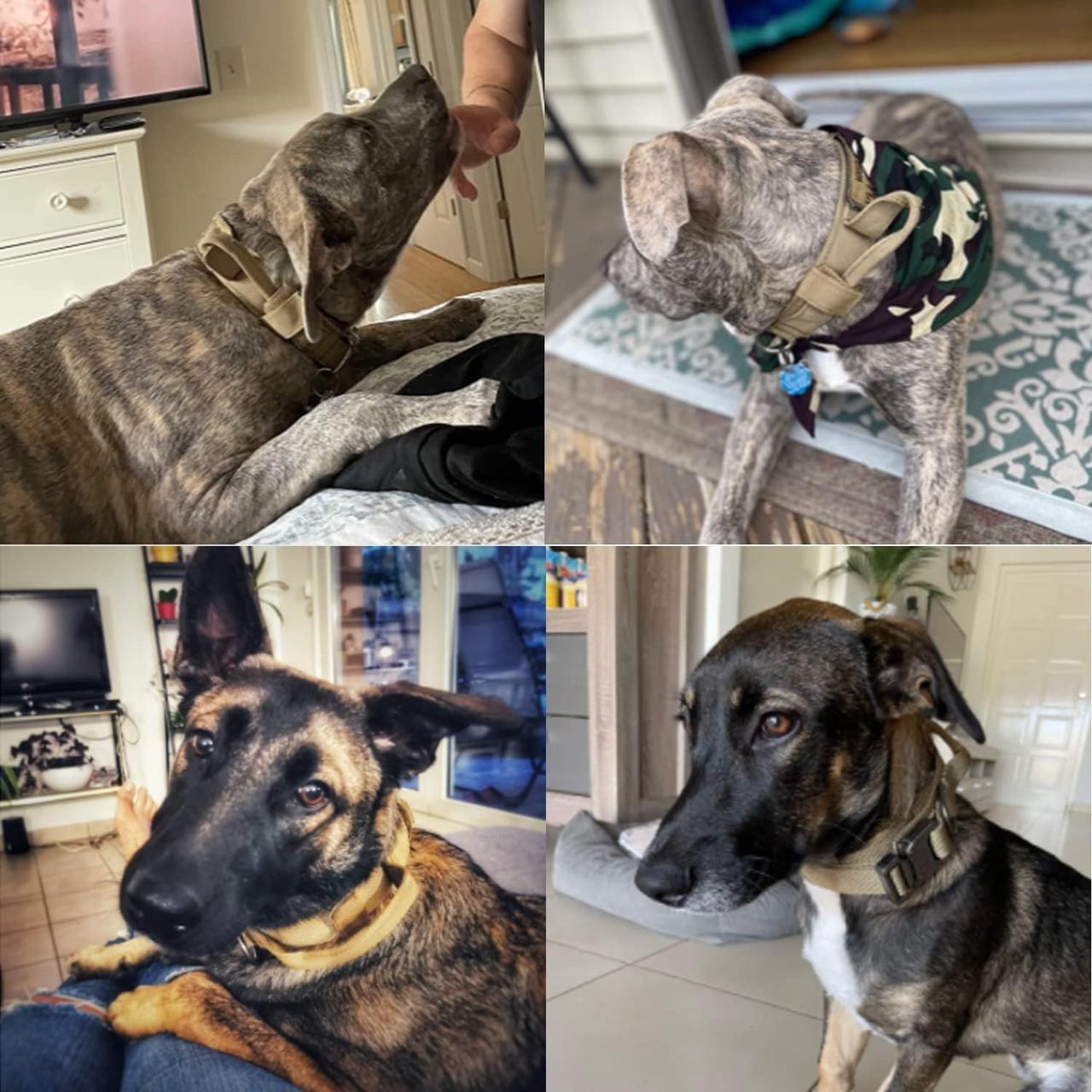 Ошейник для собак Harness нейлоновый с металлической пряжкой-фастекс L 45-55 см Коричневый (2027338430) - фото 7