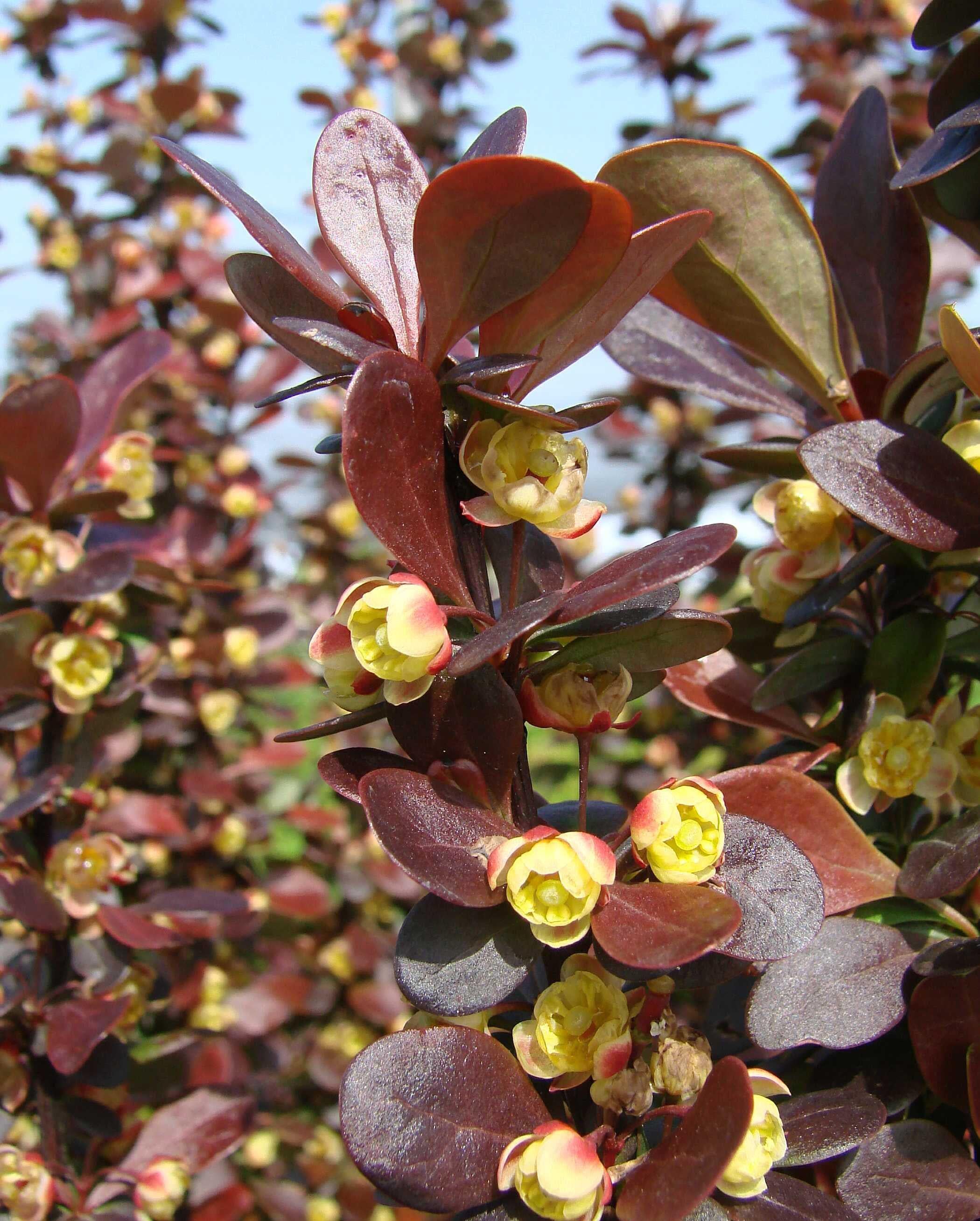 Саженец Барбарис Тунберга Хелмонд Пиллар 3 шт. (38283794)