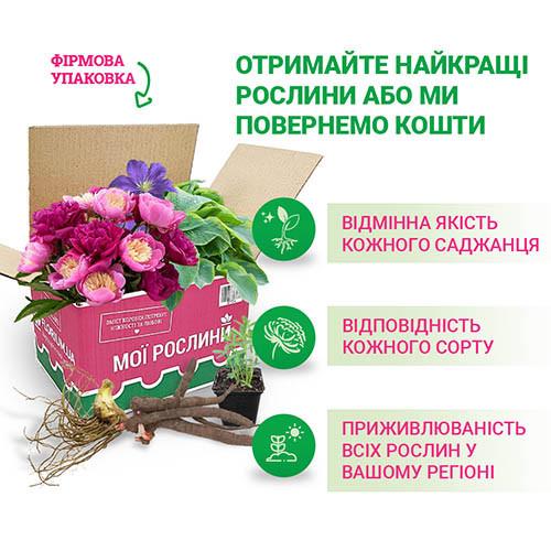 Гортензія Florium Pinky Promise (15400) - фото 6