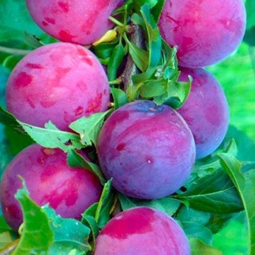 Саженец Эксклюзив Гибрид слива-абрикос колоновидная окраска от лилового до бордового Медина Medina