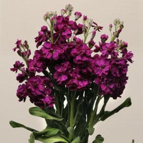 Семена цветов Левкой Матиола KATZ PURPLE PanAmerican 1000 шт. (BN01535)