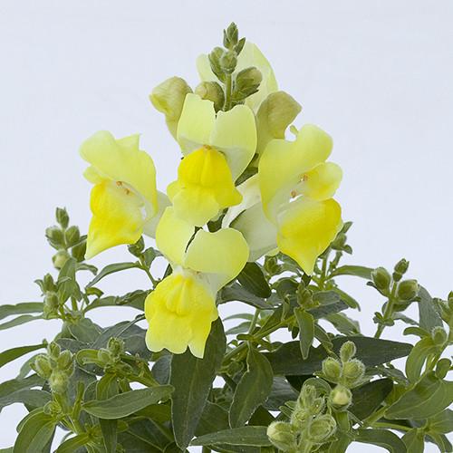 Семена цветов Floranova Львиный зев Cracle&Pop Yellow 500 шт. (BN07549-2)
