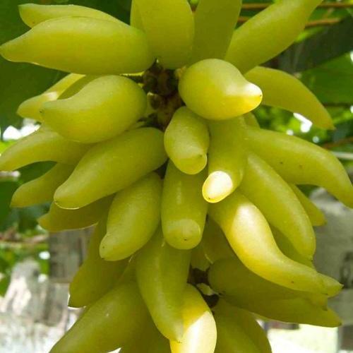 Сажанец Виноград Голд Фингер карамельно-фруктовый вкус ранний сорт японской селекции (61671)