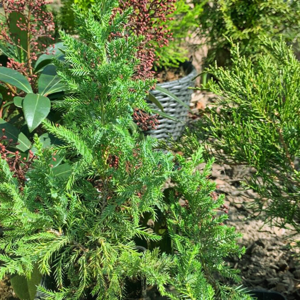 Ялівець звичайний Green Carpet С1 (2669429285) - фото 3 Ялівець звичайний Green Carpet С1 (2669429285) - фото 3