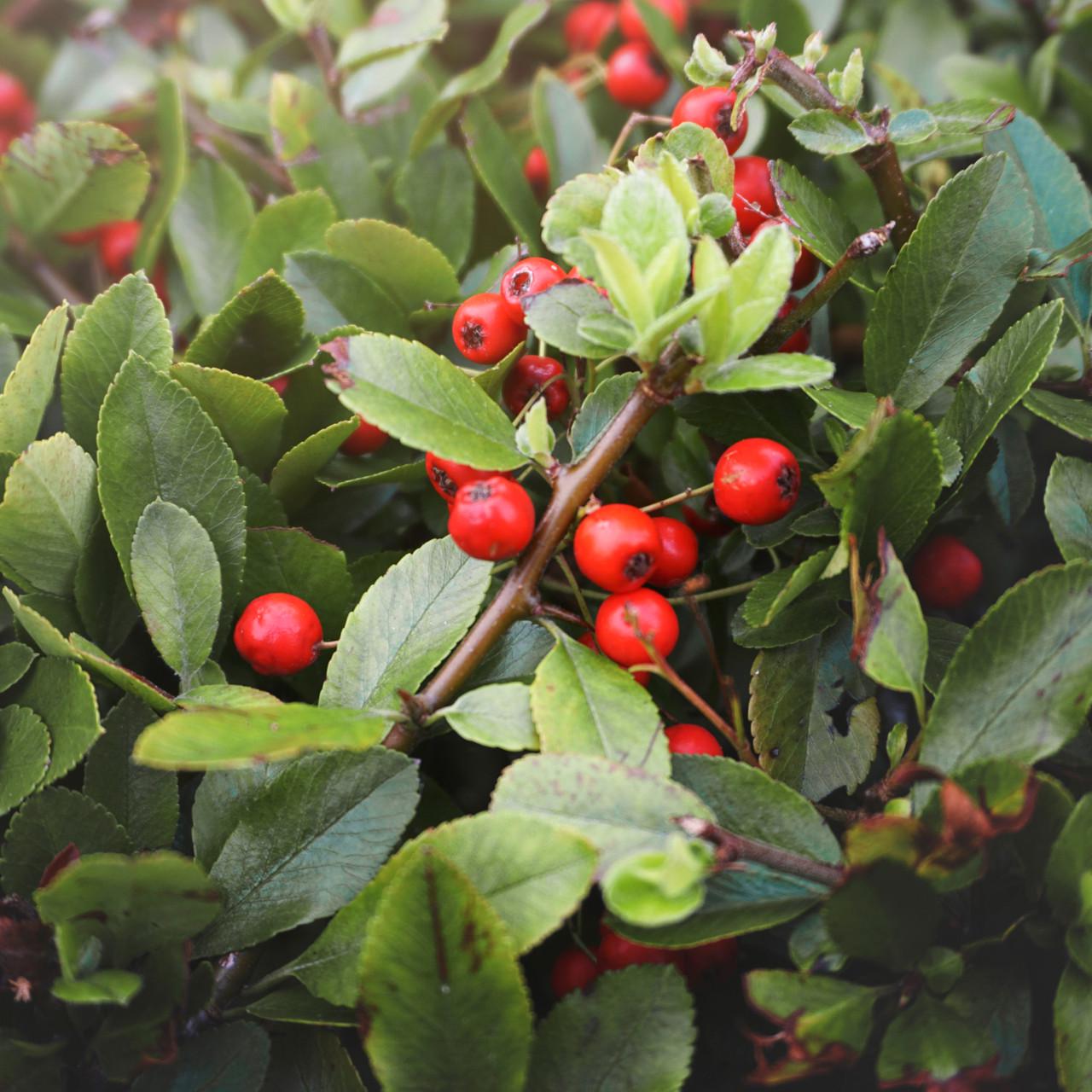 Субстрат Biovita для голубики и клюквы 50 л - фото 5 Субстрат Biovita для голубики и клюквы 50 л - фото 5