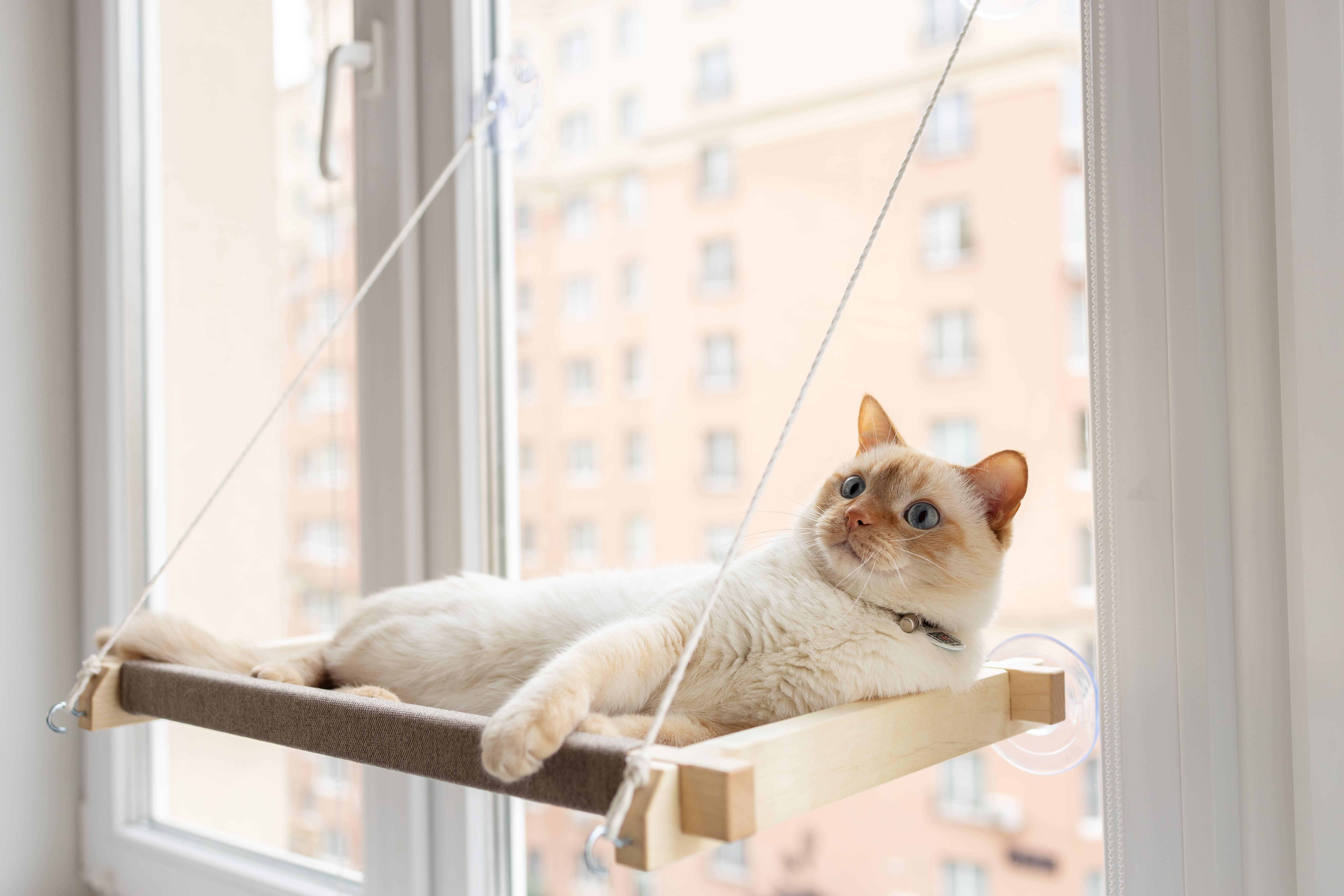 Лежанки для кошек отзыва покупателей и ветеринаров года, мнения владельцев