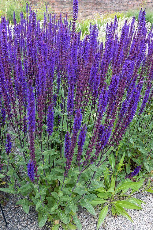 Саженец Шалфей дубравный Карадонна P9 (2-58)