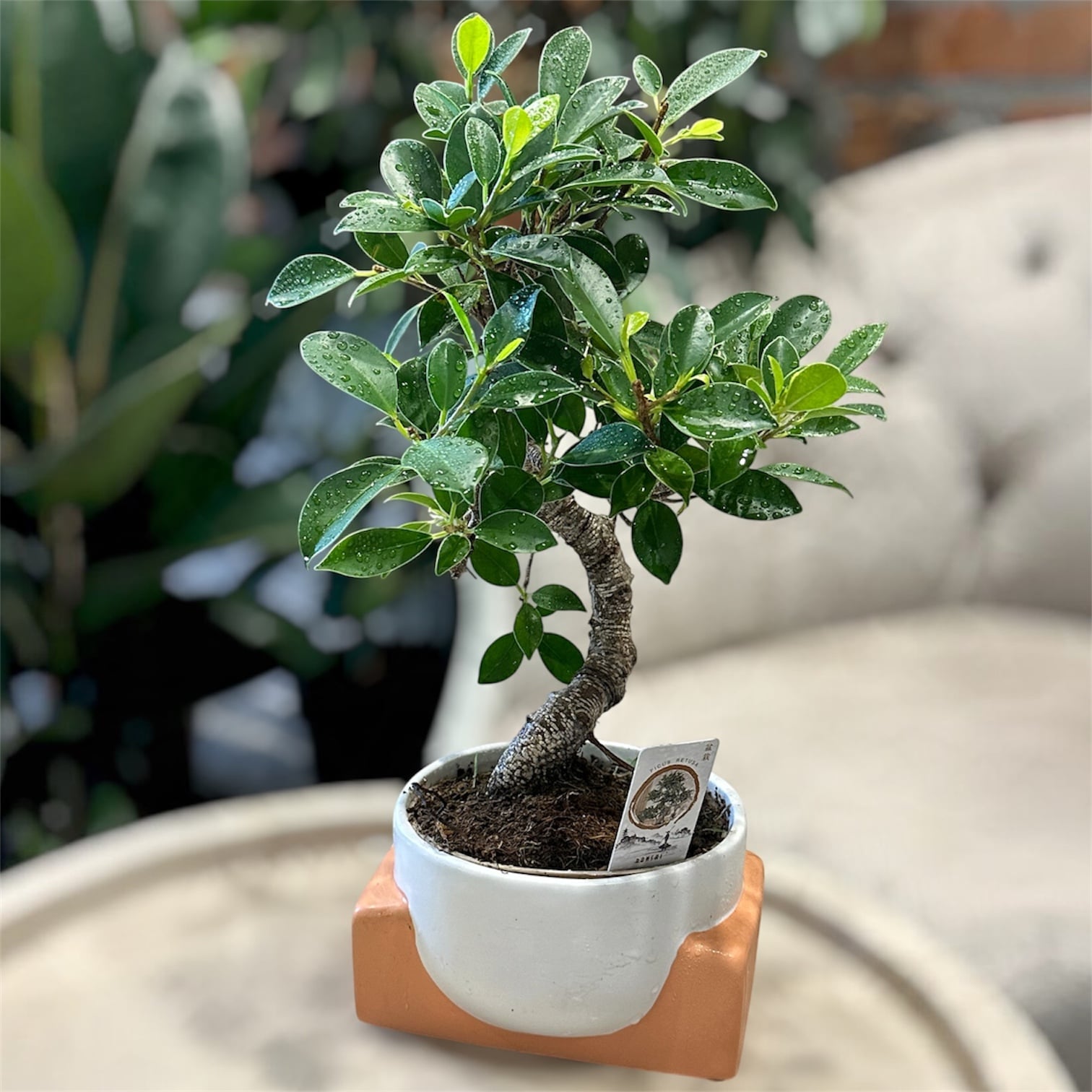 Бонсай Ficus retusa в керамічному кашпо (38815343)