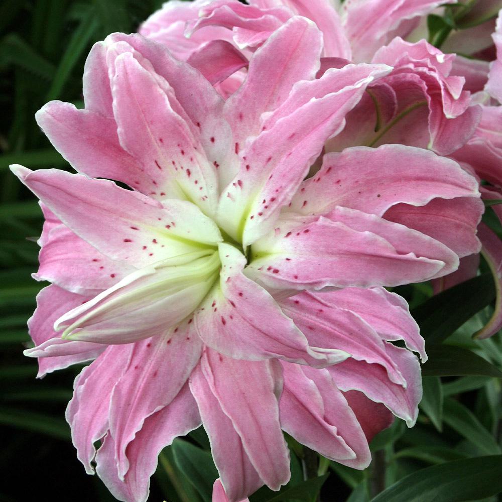 Луковица цветка Лилия махровая Лотус Элеганс Lotus Elegance (38283280)