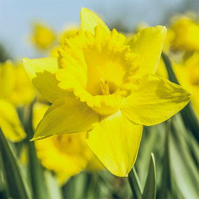 Нарцисс Florium Dutch Master (5756) - фото 4