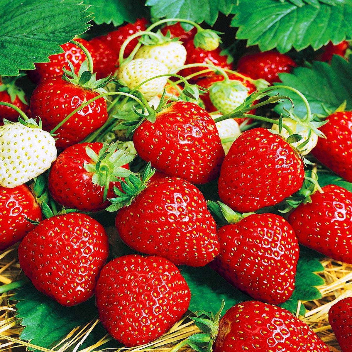 Саджанець полуниці Federica пізня (1483019213)