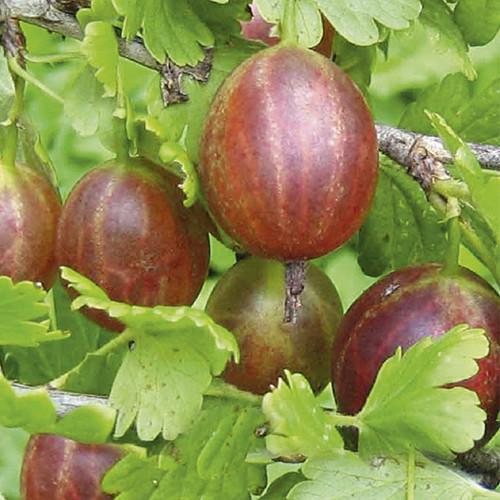 Агрус Яскрава Безшипий (7287)