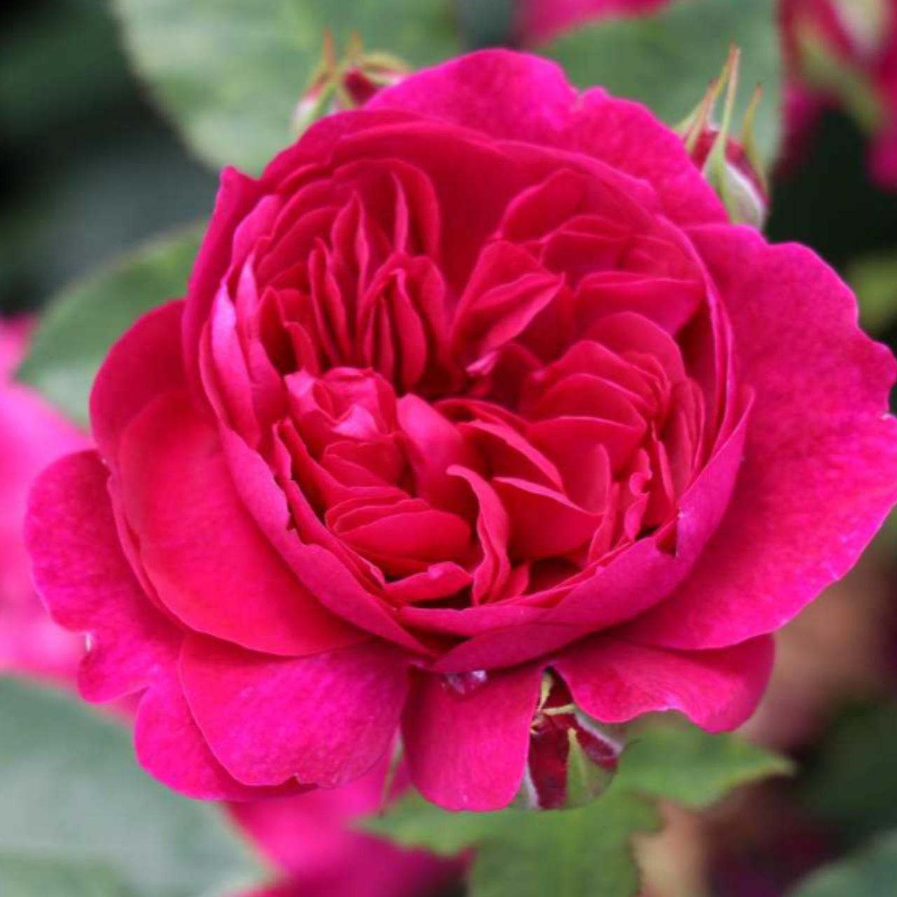 Роза Darcey Bussell (2669429196)