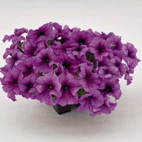 Насіння квітів Петунія великоквіткова SUCCESS! 360° Purple Vein Benary 500 шт. (BN10276-2)