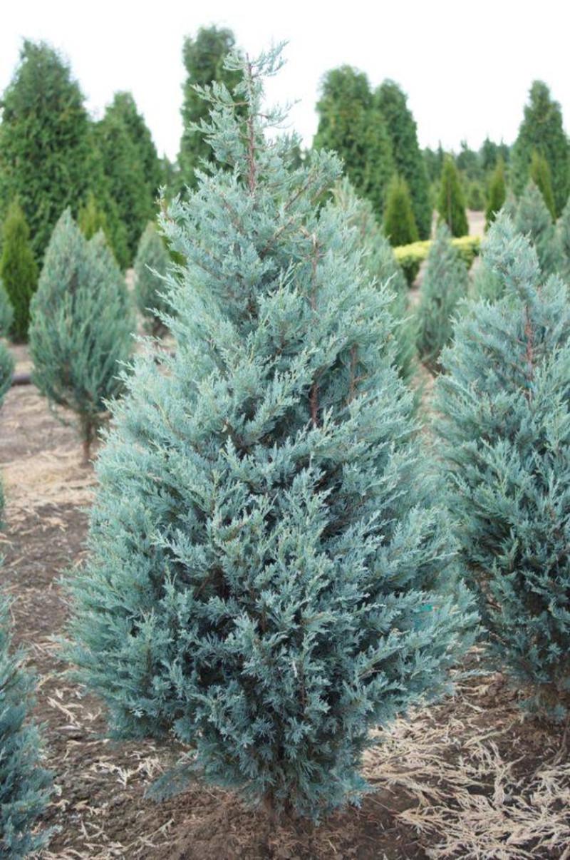 Можжевельник скальный Мунглоу С3 (2669484434)