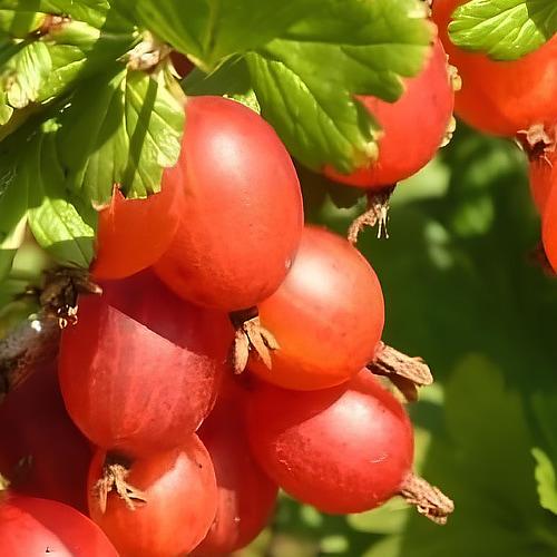 Сажанец Крыжовник Тясмин 2х-летний укорененный в контейнере (187043) Сажанец Крыжовник Тясмин 2х-летний укорененный в контейнере (187043)