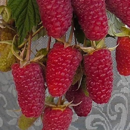 Саджанець Пшехіба Przehyba Малина ультрарання великоягідна солодка (156528)