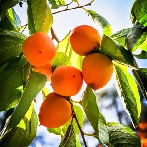 Сажанец Хурма на виргинском морозостойком подвое Мидер высший сорт (21382)