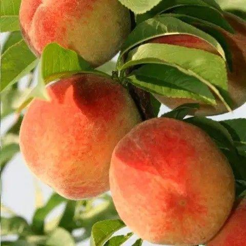 Саджанець персику Тотем колоновидний (2833420050)