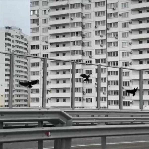 Наклейка на скло для відлякування птахів у вигляді хижого птаха 510х240х0,075 мм - фото 3 Наклейка на скло для відлякування птахів у вигляді хижого птаха 510х240х0,075 мм - фото 3